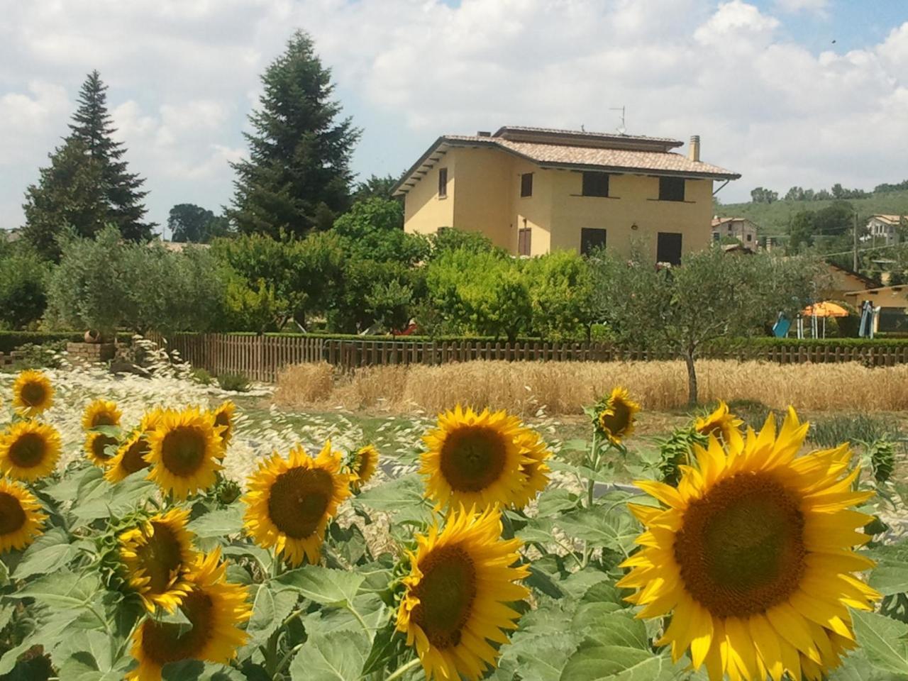 Agriturismo Il Girasole أسيسي المظهر الخارجي الصورة