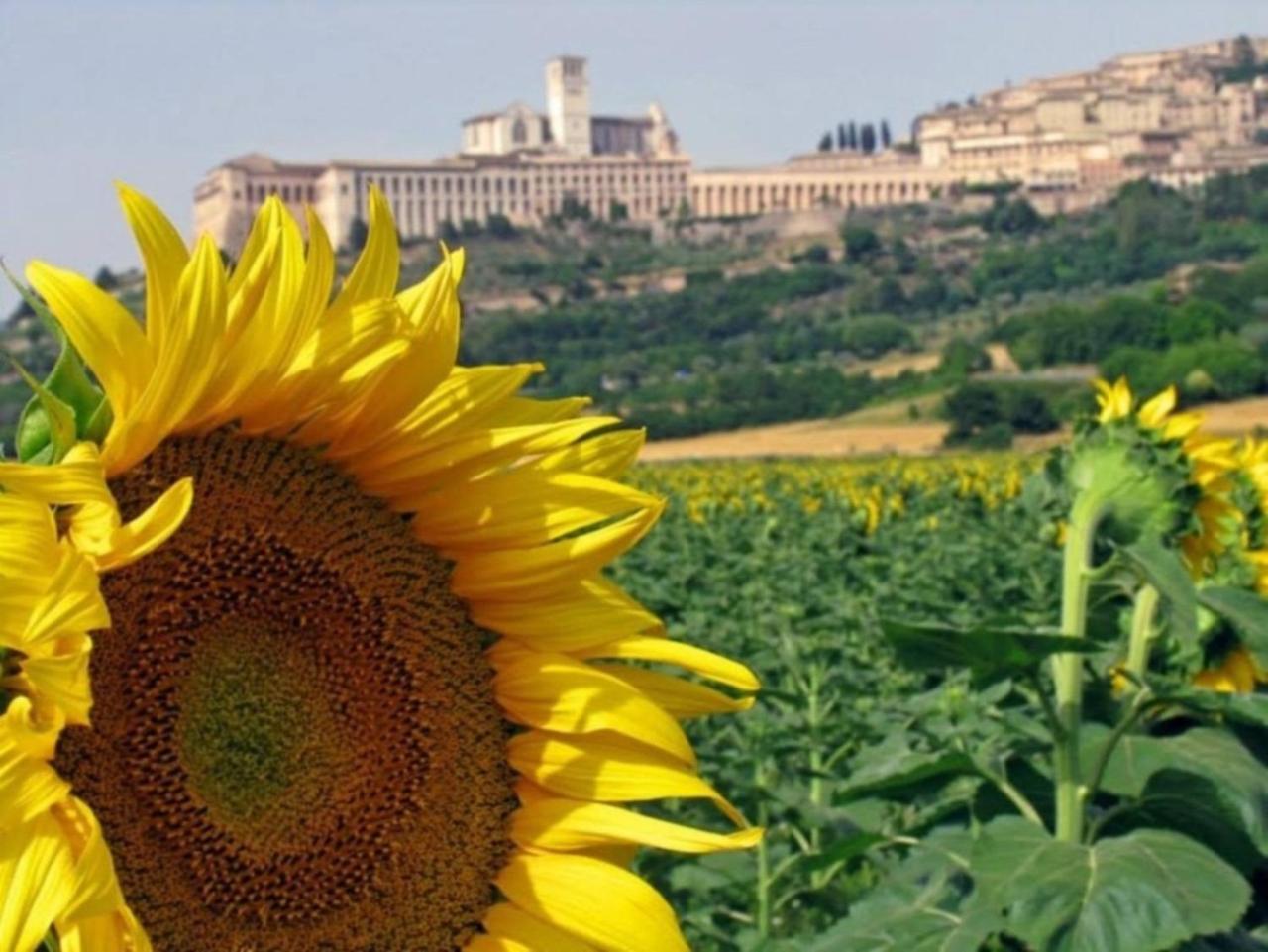 Agriturismo Il Girasole أسيسي المظهر الخارجي الصورة